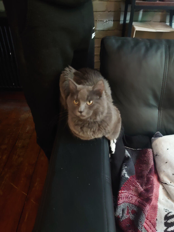 Male cat for sale