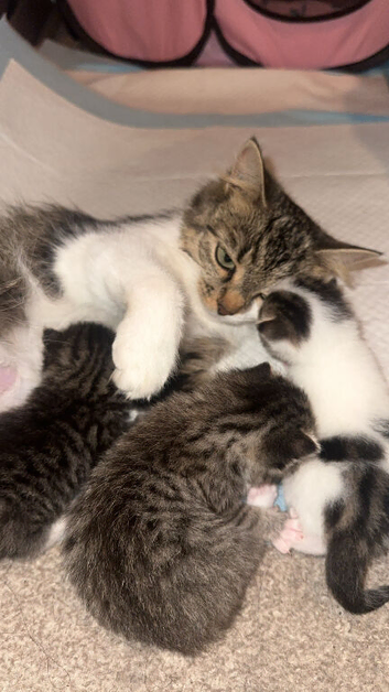 3 beautiful kittens ( ready from September 7th )