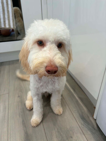 Teddy - 8 month-Old Miniature Cockapoo