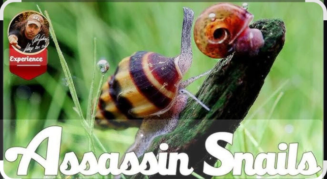 Assassin Snails