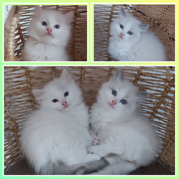 RAGDOLLS BICOLOUR BOY GIRL BLUE EYES