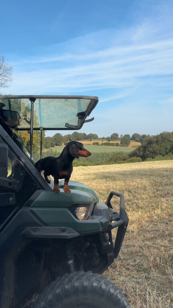 Country-Raised Miniature Dachshund Puppies Expected September!