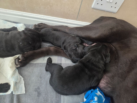 Cane Corso Pups
