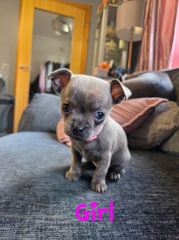 Pedigree Chihuahua Puppies