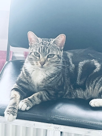 Cat for sale