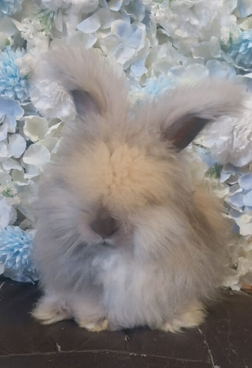 Beautiful Angora boys x 2