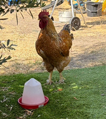Cockerel requires new home