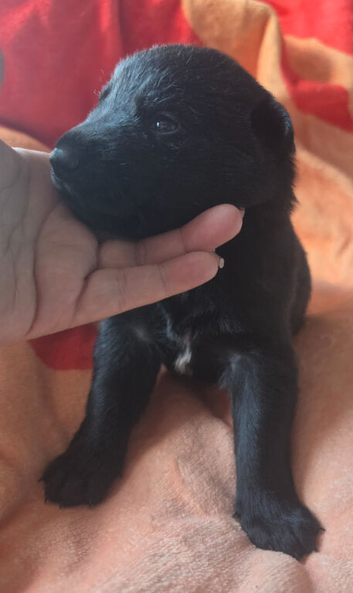 Black German Shepherd Puppies