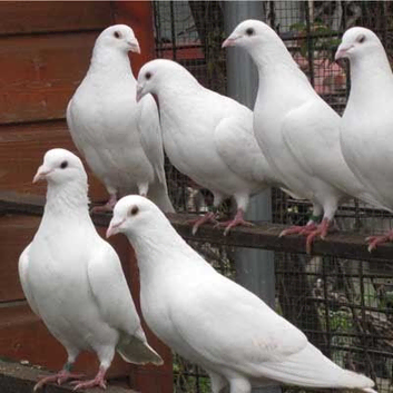 White  Dove