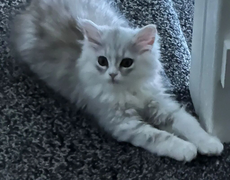 Kitten panda