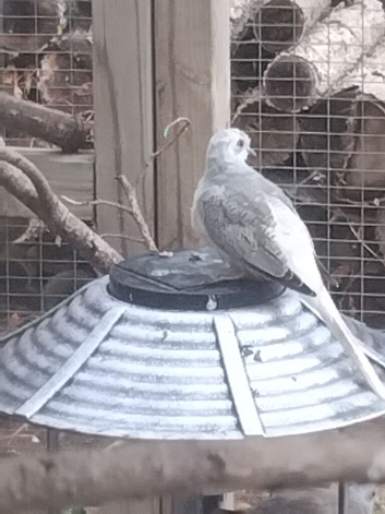 3 Diamond Doves