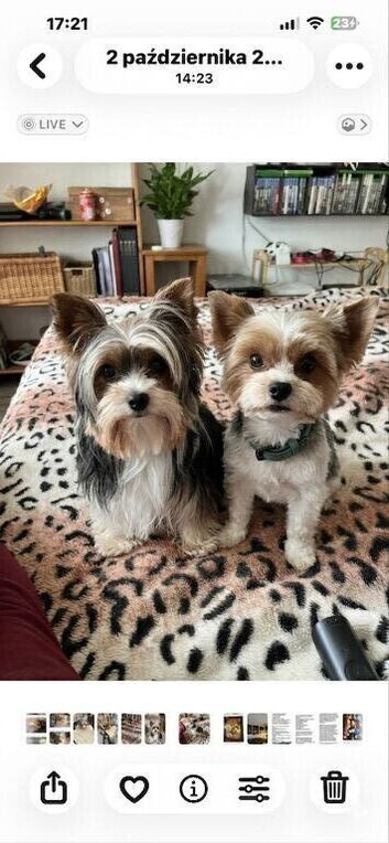 Biewer Yorkshire Terrier puppies for sale