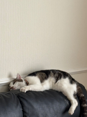 Lovely, Loving 4-Year-Old Cat Looking for His New Home