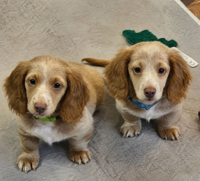 Rare Twin Cream boys - Teeny Tiny Miniatures