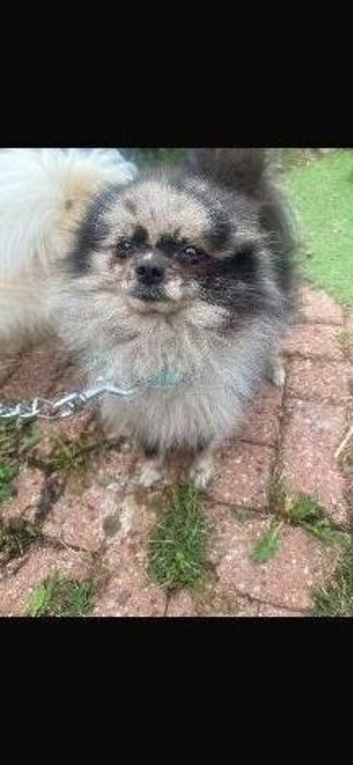 Beautiful Merrill Pomeranian boy