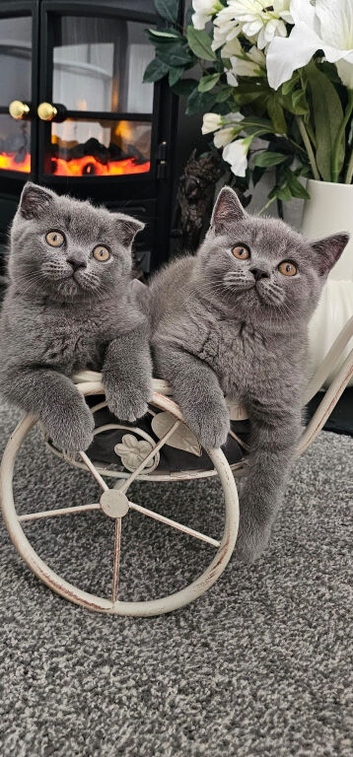 2 Beautiful Scottish Fold And Straight Ear Kittens