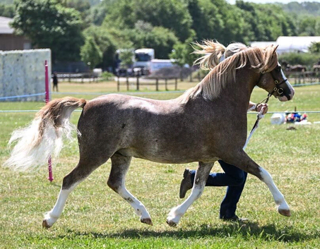 Top class Welsh A Gelding