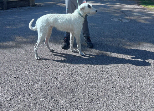 Suzuki deerhound greyhound