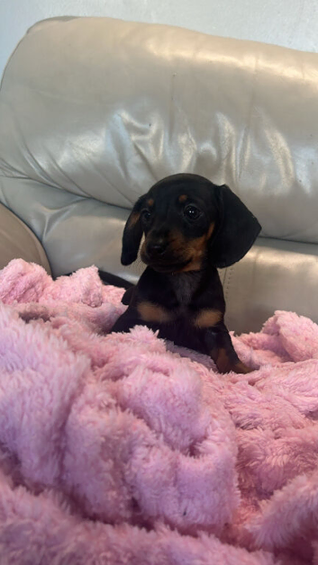 Girl dachshund