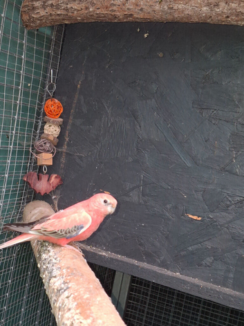 Male bourke