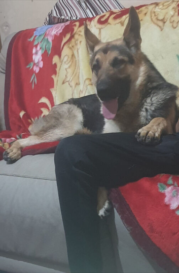 German shepard male 1 half years old