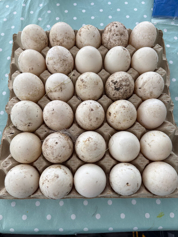 Fertile cherry valley hatching egss