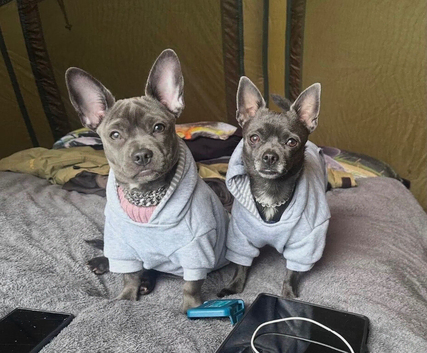 Beautiful Bullhuahua (French Bulldog &times; Chihuahua) Puppies
