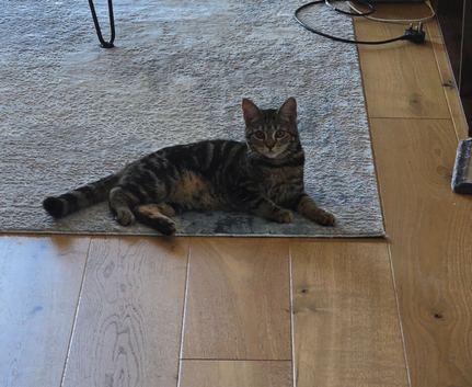 6 month little cat needs a new home