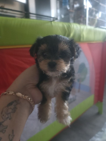 Yorkie puppies