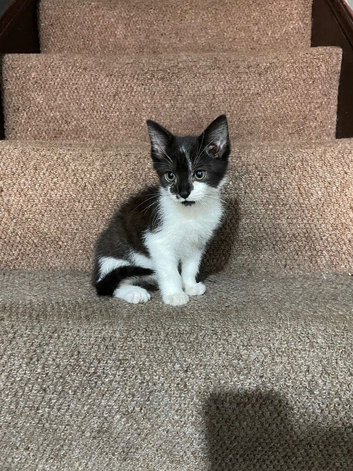 12 weeks kitten ready for new home