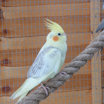 Baby cockatiel male