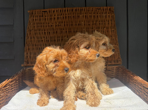 fully DNA health tested cockapoo puppies