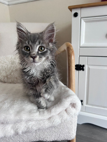Indoor Male kitty