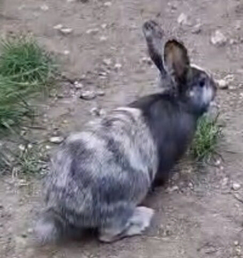 2 Boy Brother Rabbits