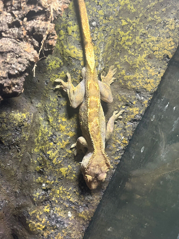 Adult male cheeses gecko