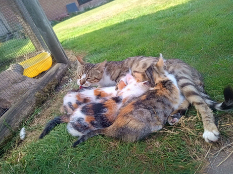 3 gorgeous Bengal X BSH kittens for sale