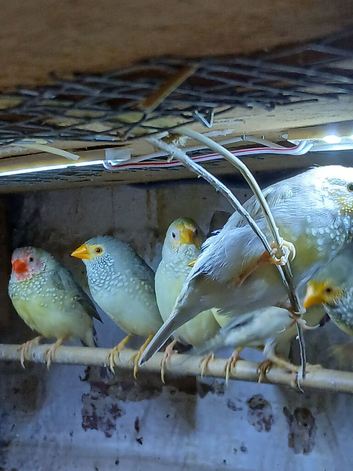 Starfinch