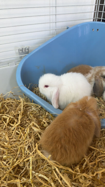 Mini Lop babies