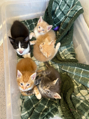 Gorgeous Kittens Ready To Be Reserved