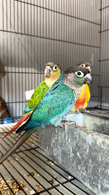 Green check conures tamed