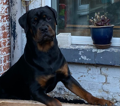 Male Rottweiler for rehoming