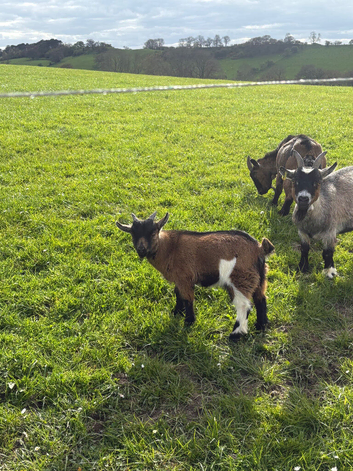 Beautiful pygmy wether
