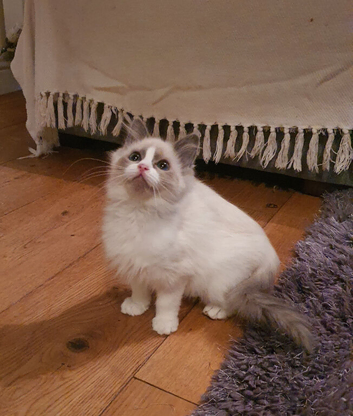 Beautiful GCCF Registered Ragdoll Kitten.