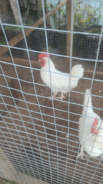 Leghorn cockerel