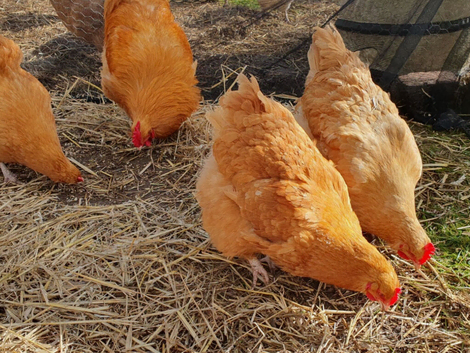 Buff Orpington 6x hatching eggs