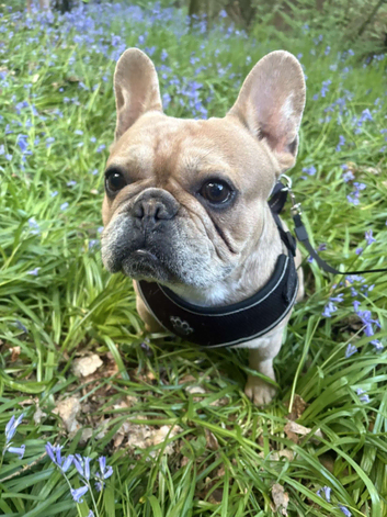 Merle frenchie