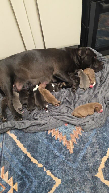 American bulldog