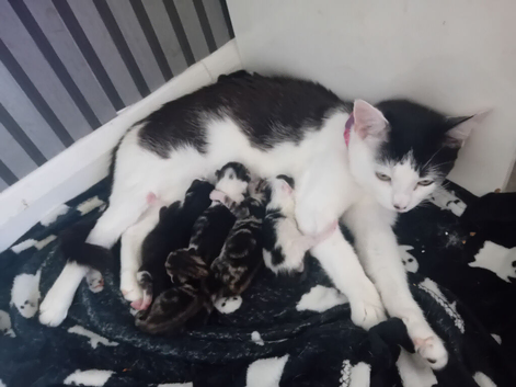 5 gorgeous kittens