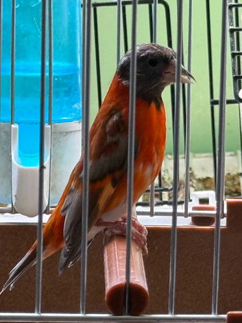 Mutation Siskin Proven Pair
