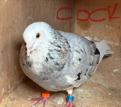 Roller pigeons